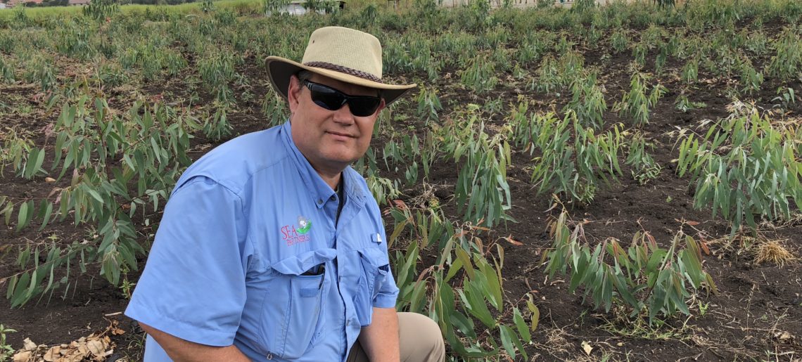 Managing a Eucalyptus Tree Farm is Rewarding